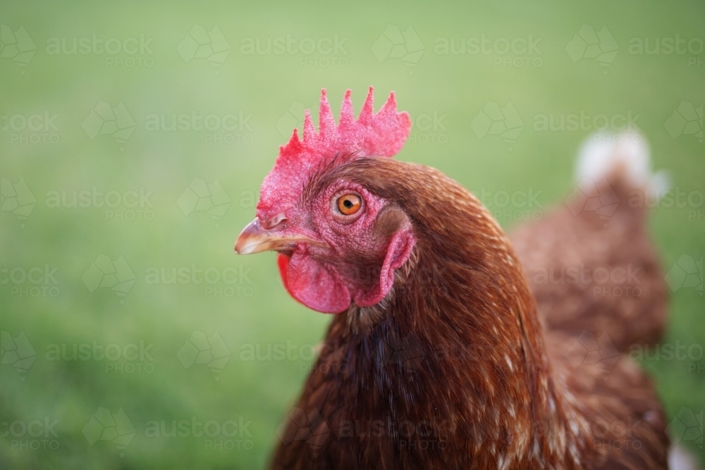 red brown isa chicken looking at the camera - Australian Stock Image