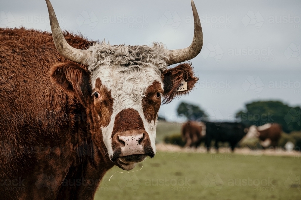 Red bull with horns. - Australian Stock Image