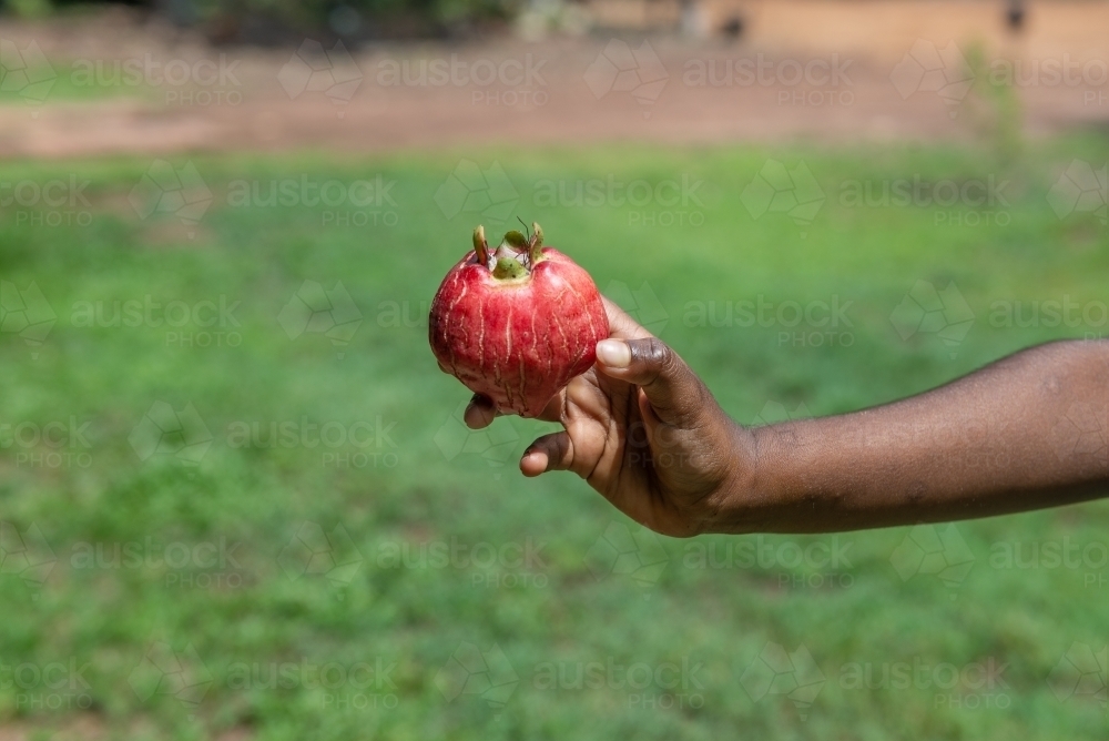 Red Bush Apple held by aboriginal child - Australian Stock Image