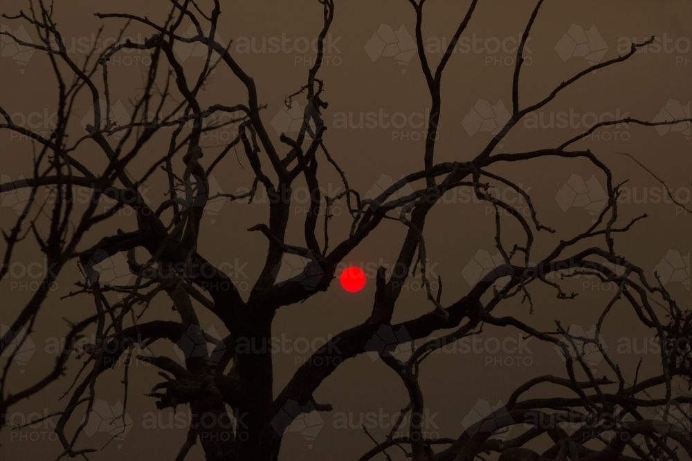Red bushfire sun and dead tree - Australian Stock Image