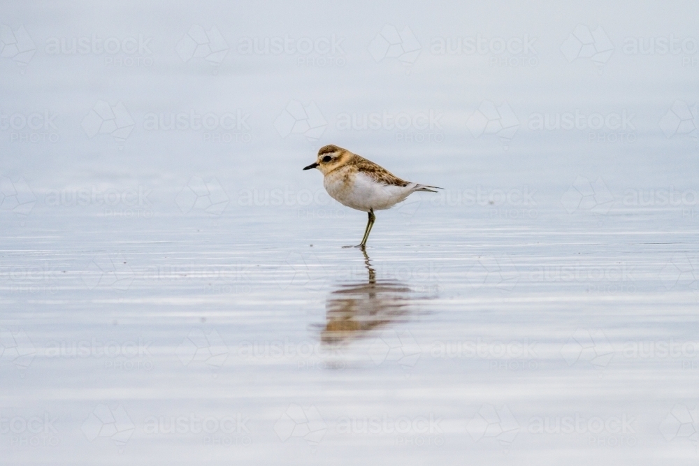 Red-capped plover - single shorebird standing in the water - Australian Stock Image
