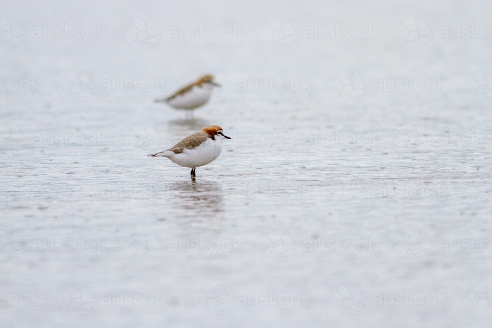 Red-capped plovers - 2 shorebirds standing in the water - Australian Stock Image