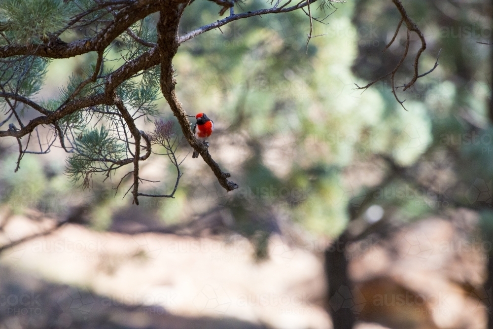 Red capped robin in a native pine tree - Australian Stock Image