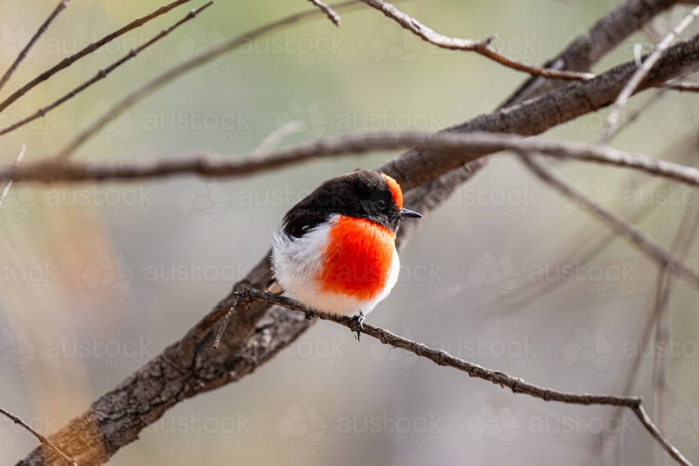 Red-Capped Robin native bird sitting in a tree - Australian Stock Image