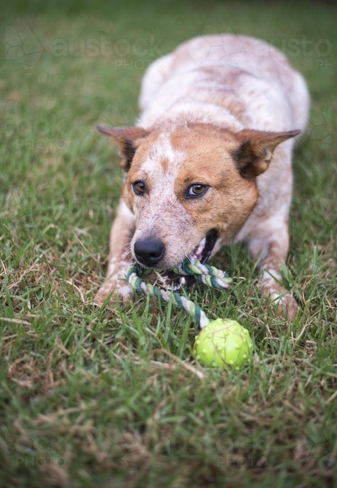 Red cattle dog chewing toy on green lawn with cheeky playful grin - Australian Stock Image