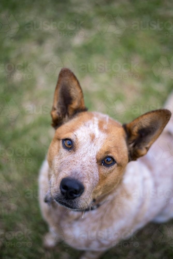 Red cattle dog sitting on lawn looking up at camera - Australian Stock Image