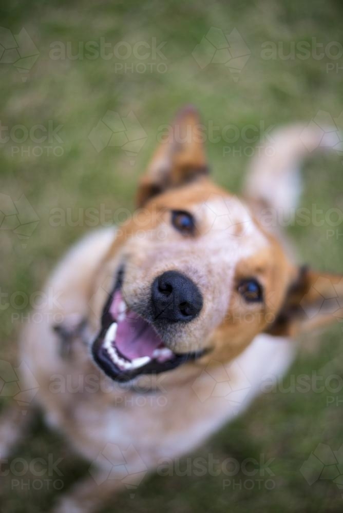 Red cattle dog smiling and looking up at camera on green lawn - Australian Stock Image
