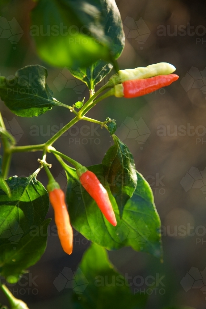 Red chillies growing on plant - Australian Stock Image