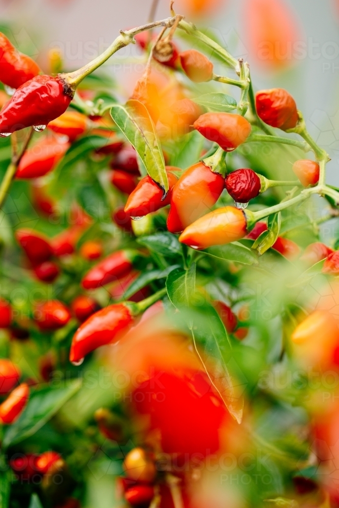 Red chillies in kitchen garden - Australian Stock Image