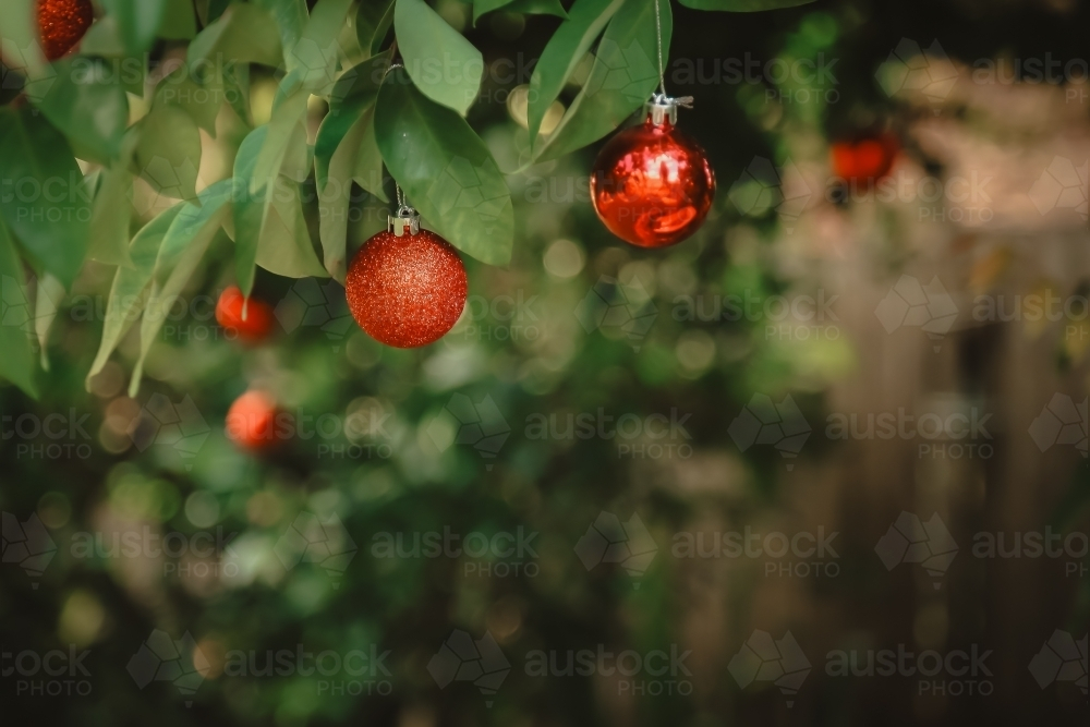 Red Christmas baubles hanging in tree with copy space - Australian Stock Image
