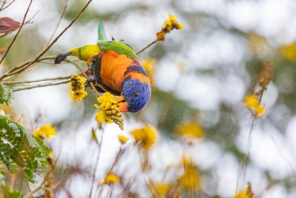 Red-collared lorikeet feeding on a yellow flower - Australian Stock Image