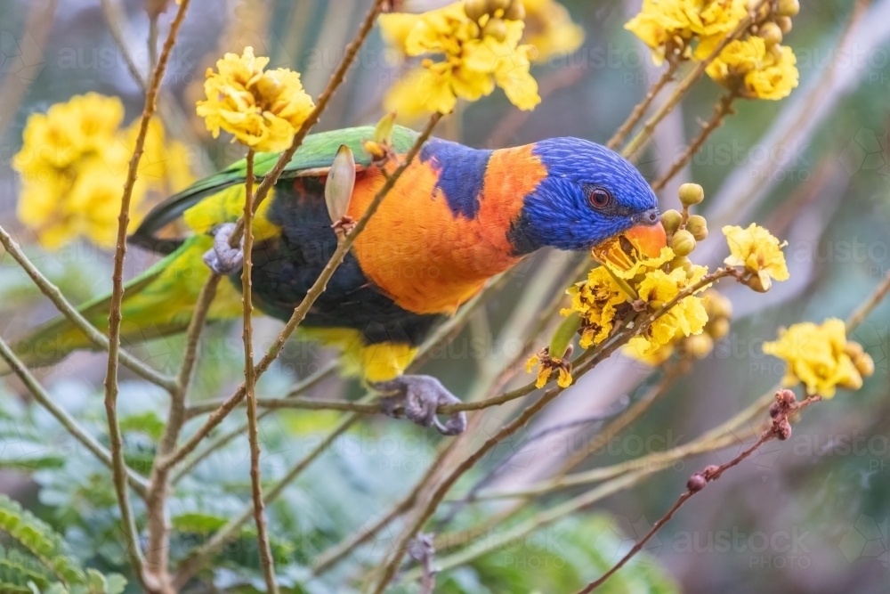 Red-collared lorikeet feeding on a yellow flower - Australian Stock Image