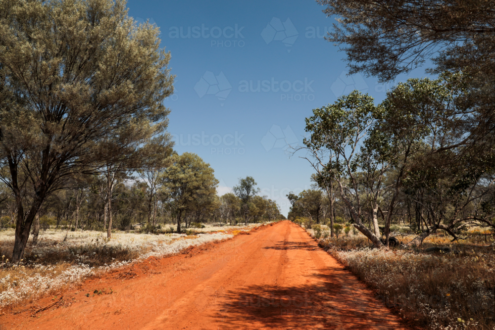 Red dirt road through mulga and paper daisies - Australian Stock Image