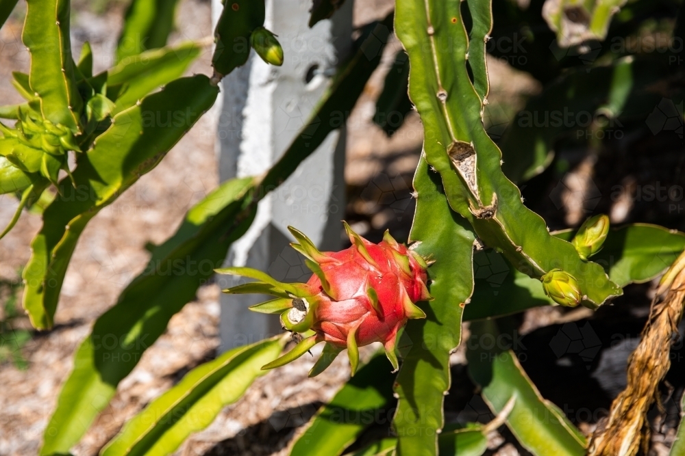 red dragon fruit growing on a vine - Australian Stock Image