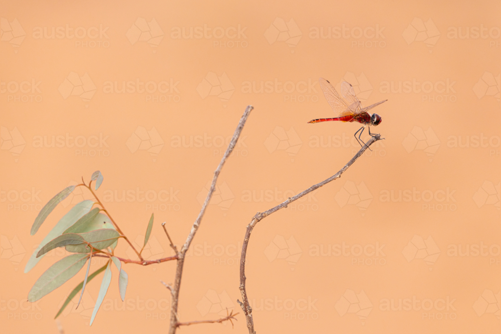 Red dragonfly, Crimson Marsh Glider, resting on gum branch - Australian Stock Image