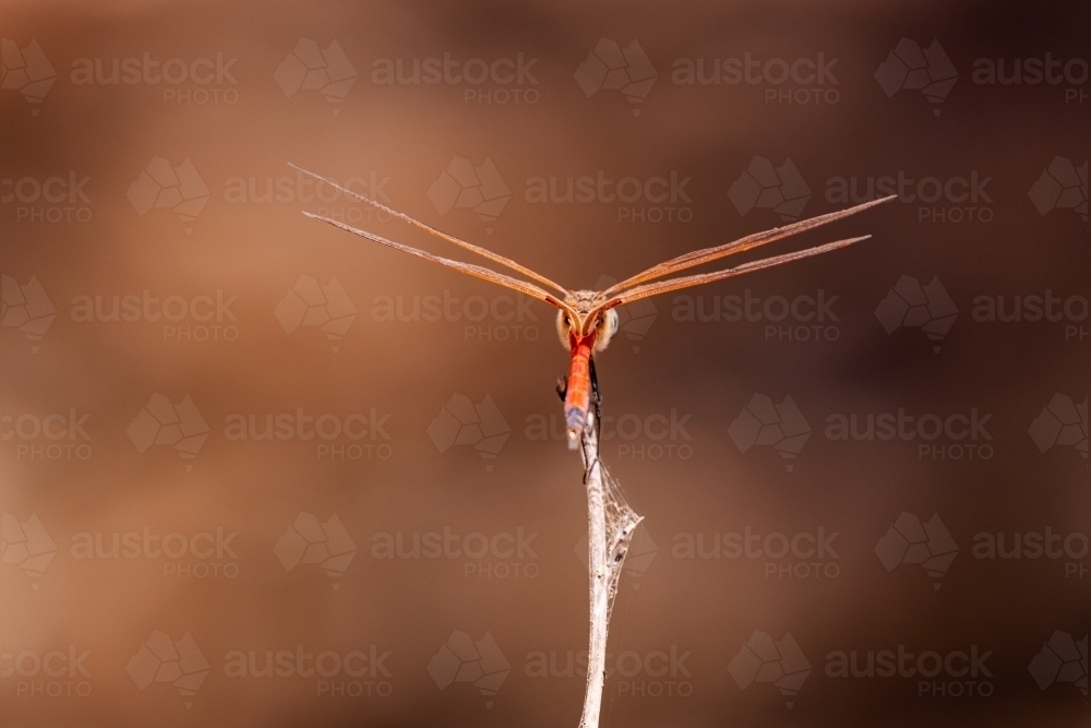 red dragonfly perched on a stick - Australian Stock Image