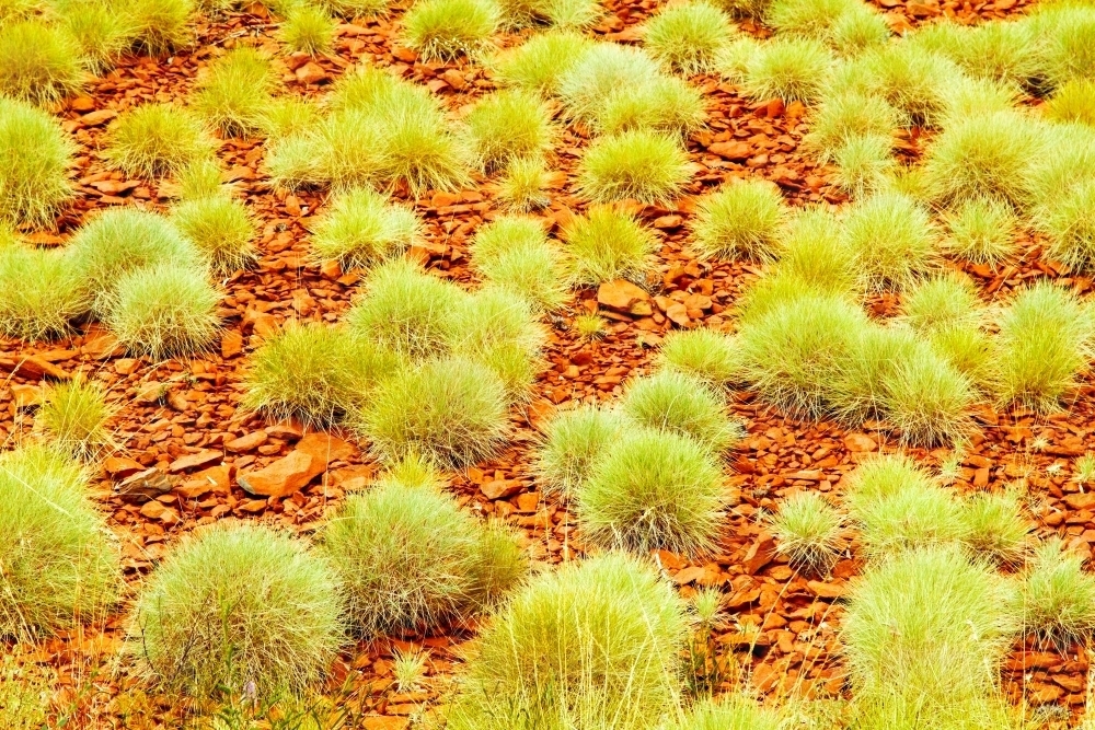Red earth and spinifex in the Pilbara region, WA - Australian Stock Image