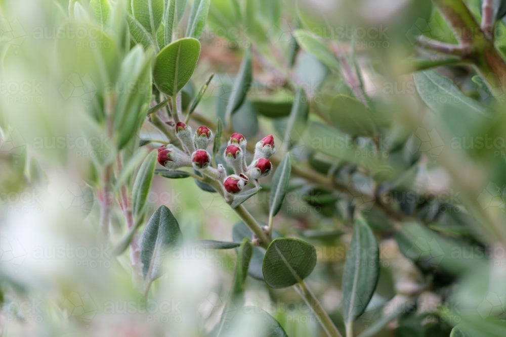 Red flower buds on tea tree shrub - Australian Stock Image