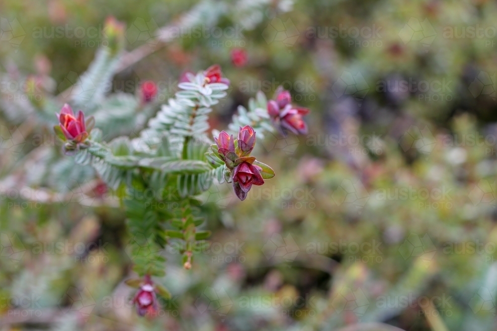Red flower on native darwinia shrub - Australian Stock Image