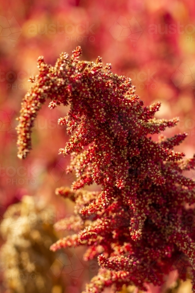 red flower stalk of amaranth plant - Australian Stock Image