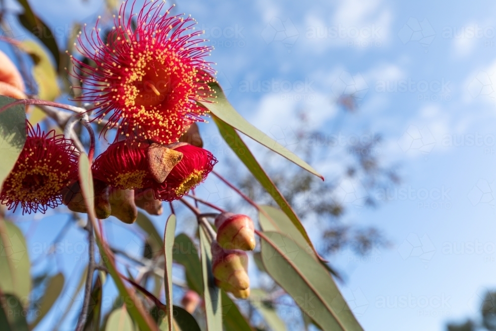 red flowering gum blossom - Australian Stock Image