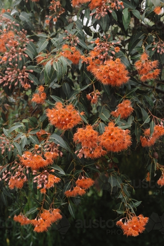 Red flowering gum tree - Australian Stock Image