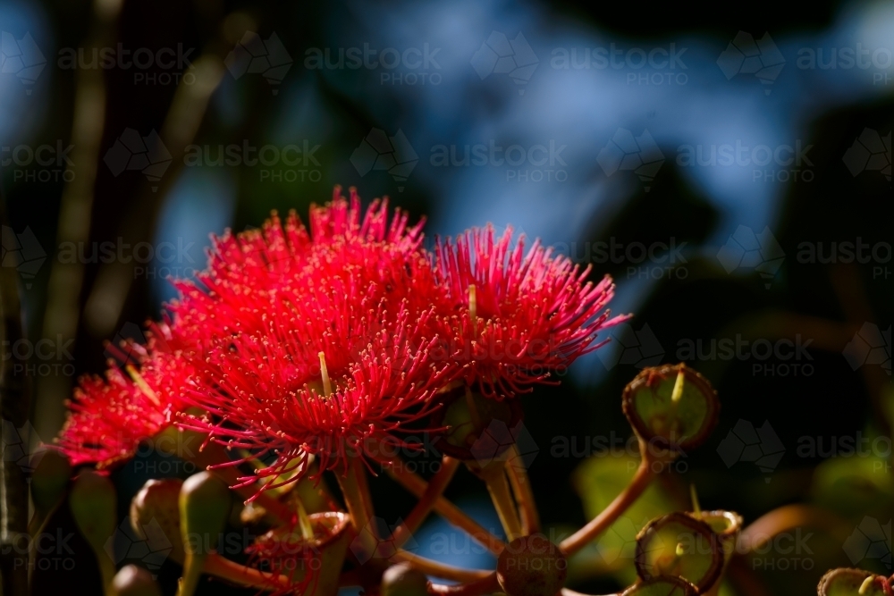 Red flowering gum tree flowers glowing in the late afternoon light with blurred background - Australian Stock Image