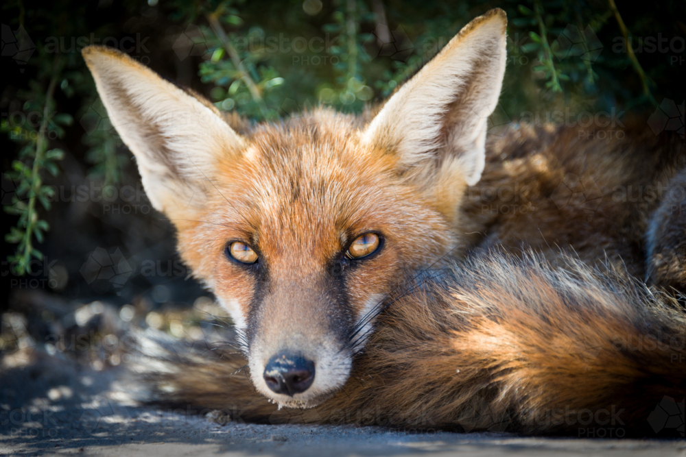 Red fox resting in shade - Australian Stock Image