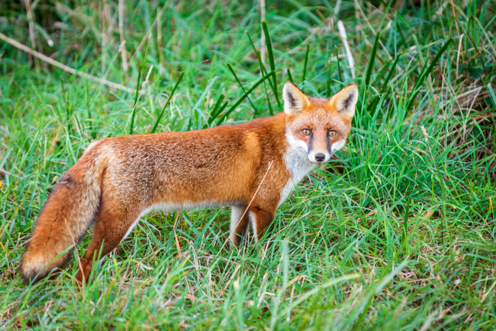 Red fox standing alert in green grass. - Australian Stock Image