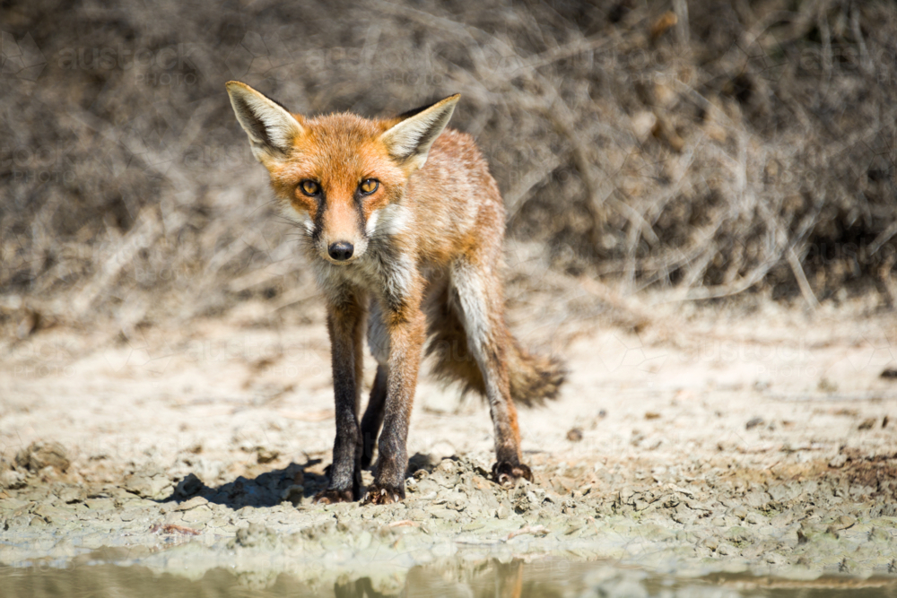 Red fox standing by a waterhole - Australian Stock Image