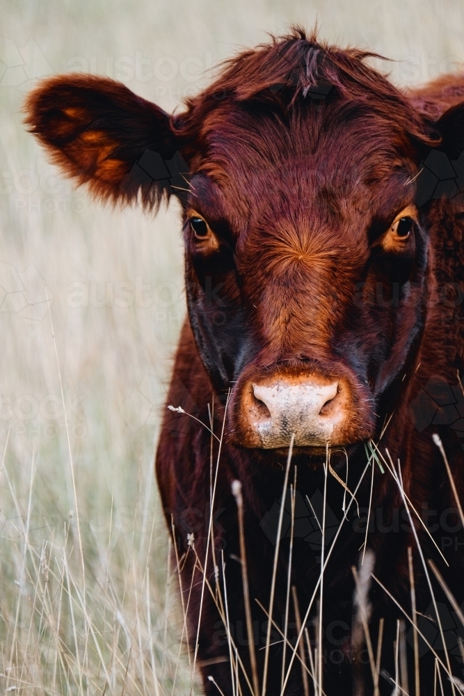 Red furry Angus cow in the long grass - Australian Stock Image