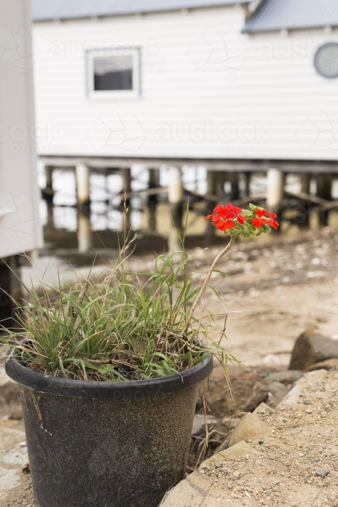 Red geranium flower in pot of weeds beside boat houses - Australian Stock Image