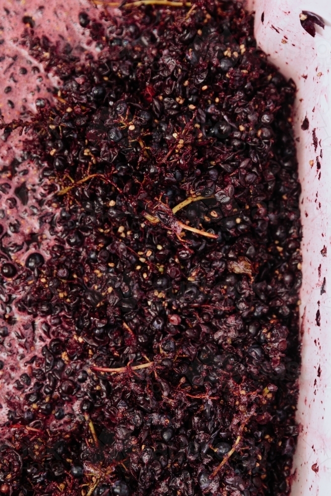 Red Grapes Fermenting at the Vineyard - Australian Stock Image