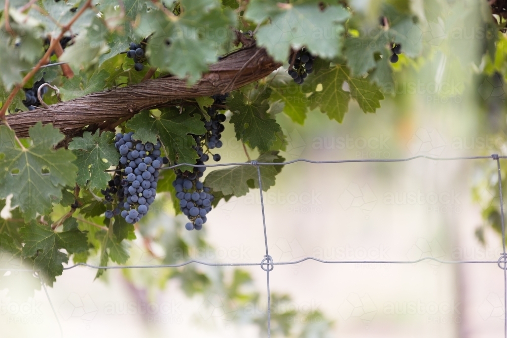 red grapes on vine in Barossa Valley vineyard - Australian Stock Image
