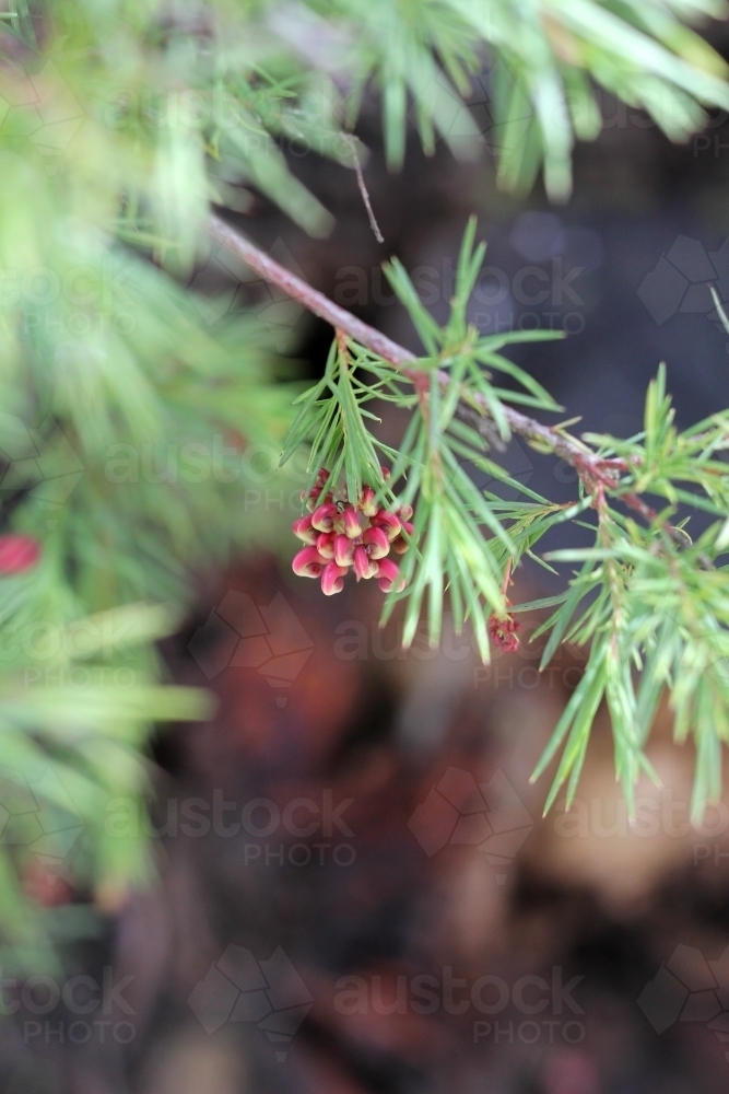 Red grevillea about to flower - Australian Stock Image