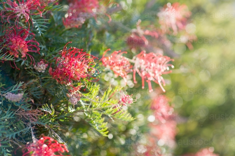 Red grevillea flowers on bush - Australian Stock Image