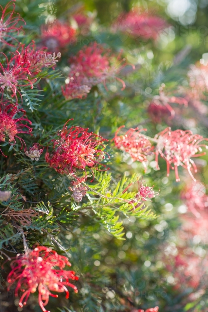 Red grevillea flowers on bush - Australian Stock Image