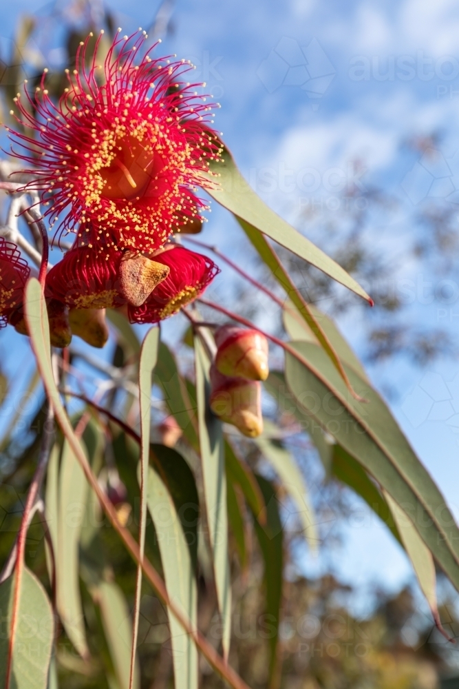 red gum blossoms against blue sky - Australian Stock Image