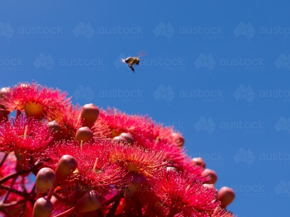 Red gum blossoms with bee hovering against blue sky - Australian Stock Image
