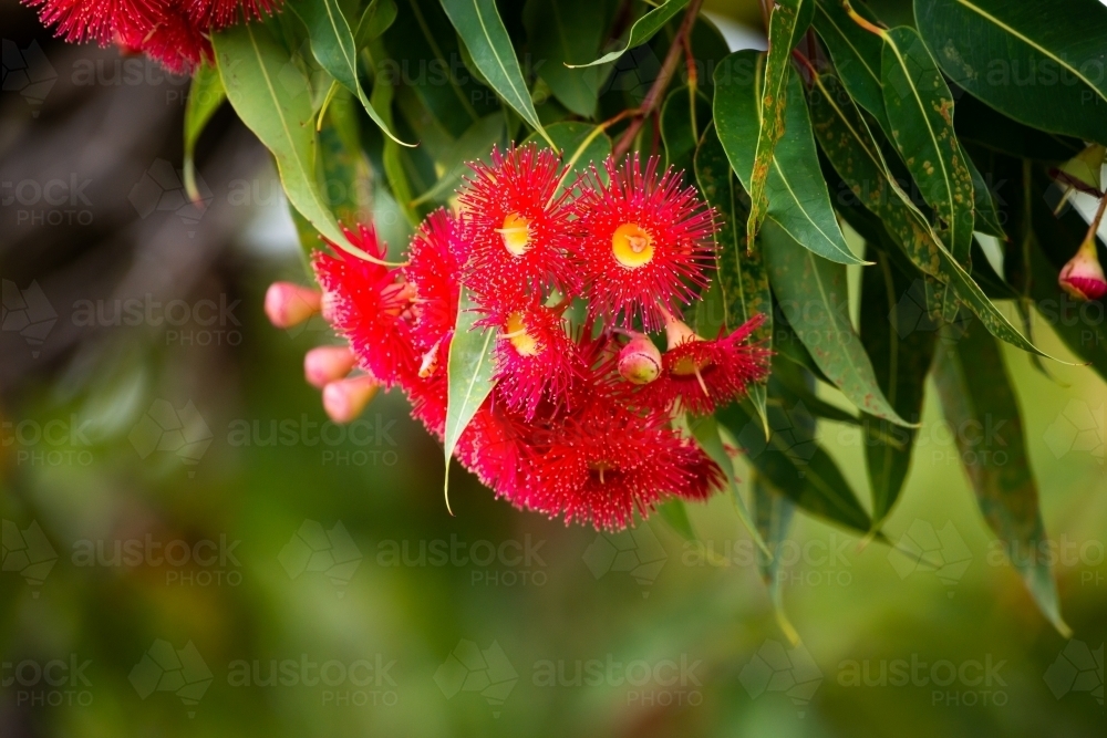 Red gum flowers with gum leaves and blurred green background - Australian Stock Image