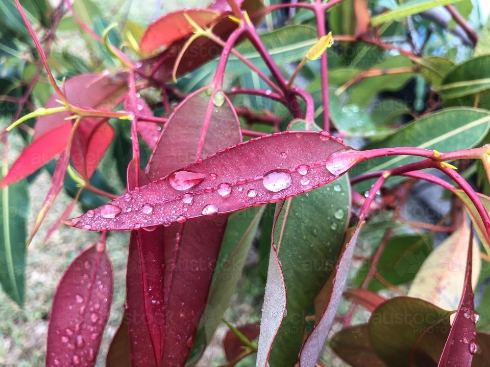 Gumleaf Color Image of Red gum tree leaf with water droplets - Austockphoto