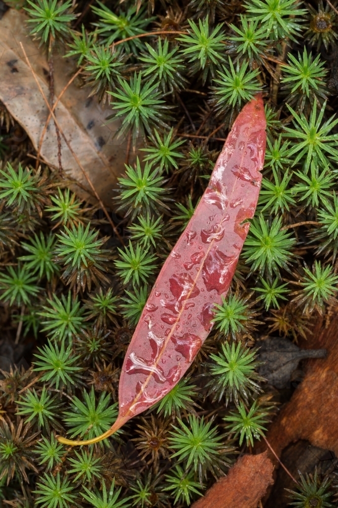 Red gumleaf with raindrops on green moss - Australian Stock Image