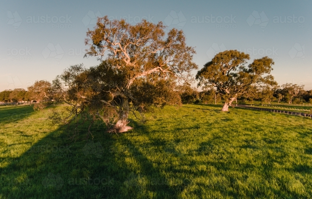 Red Gums on a Farm casting a Shadow - Australian Stock Image