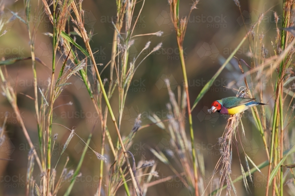 Red-headed Gouldian finch feeding on grass seeds - Australian Stock Image