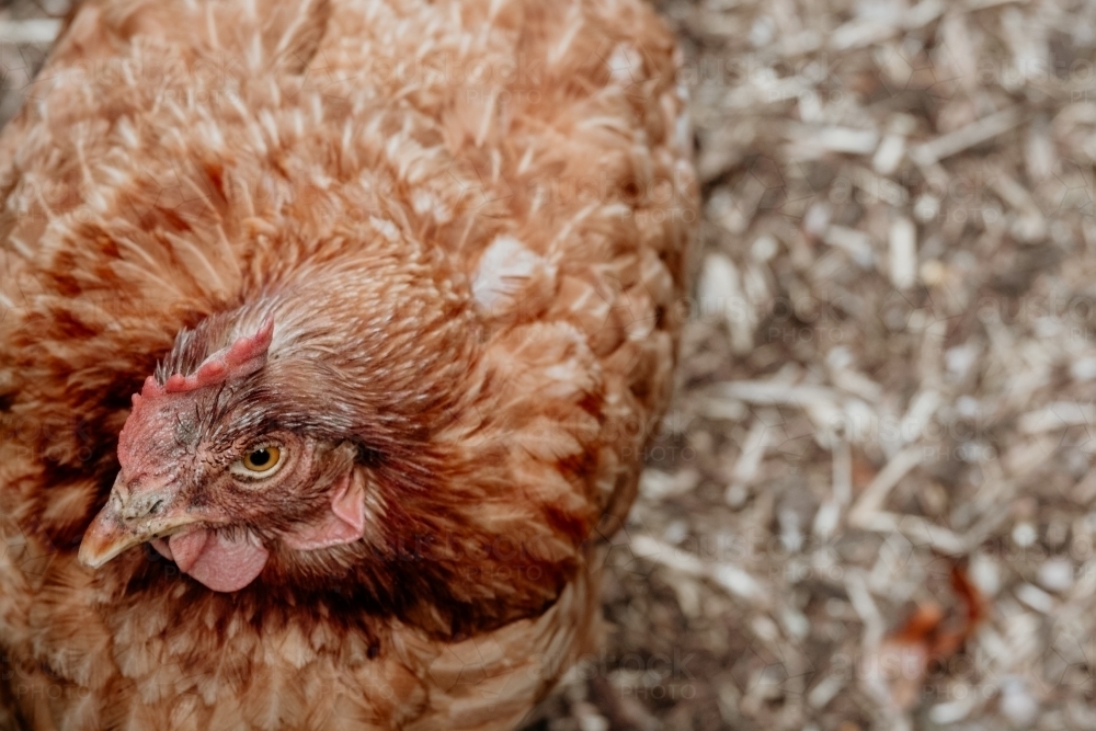 Red Hen - Australian Stock Image