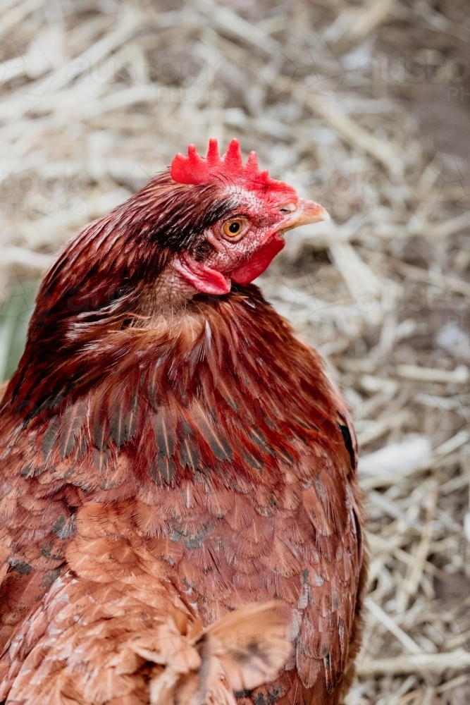 Red hen - Australian Stock Image