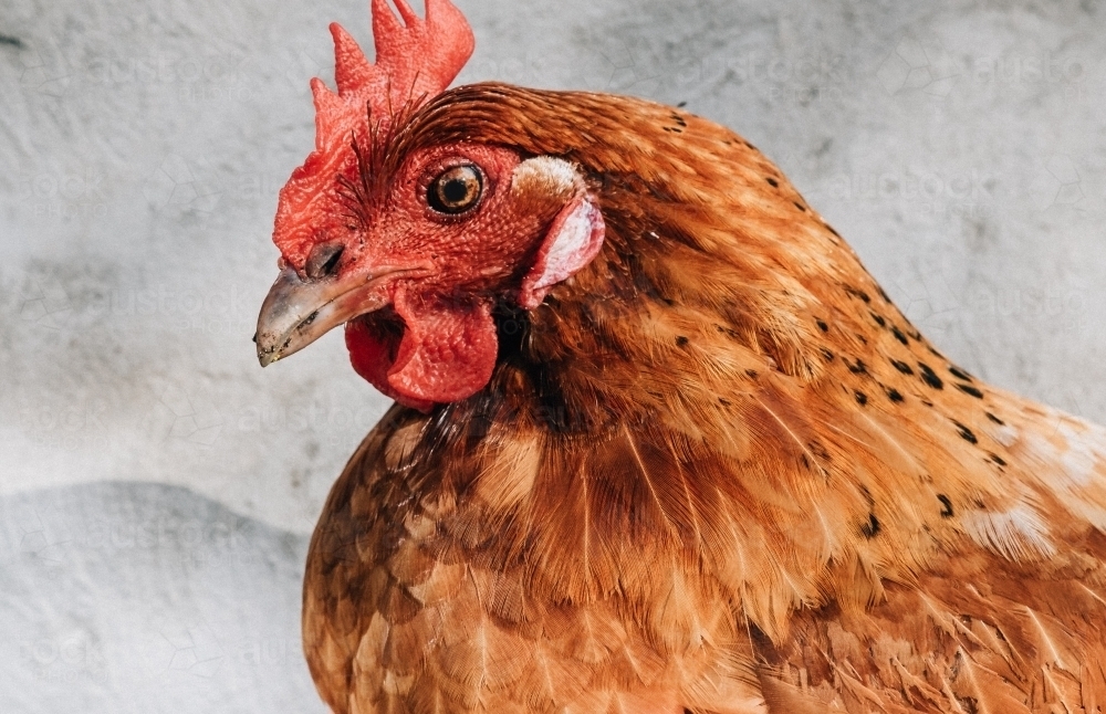 Red hen close up - Australian Stock Image