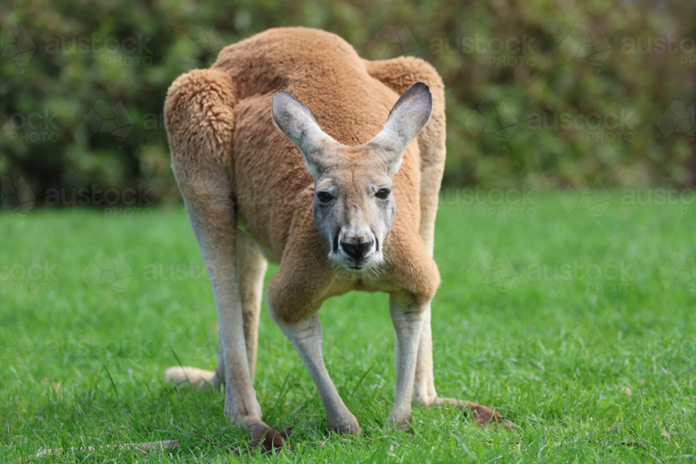 Red Kangaroo - Australian Stock Image