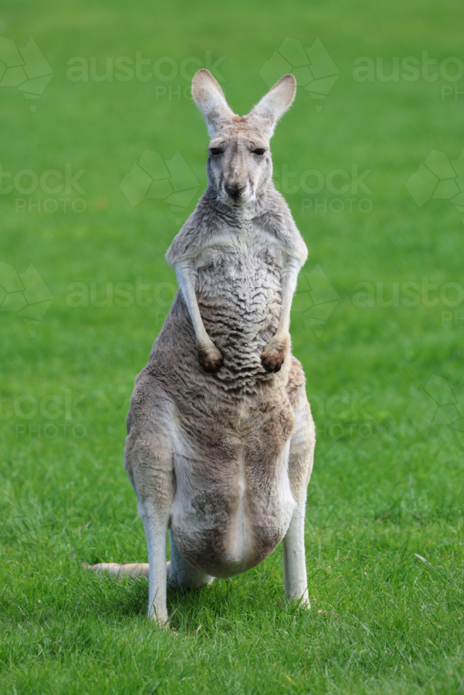 Red Kangaroo - Australian Stock Image