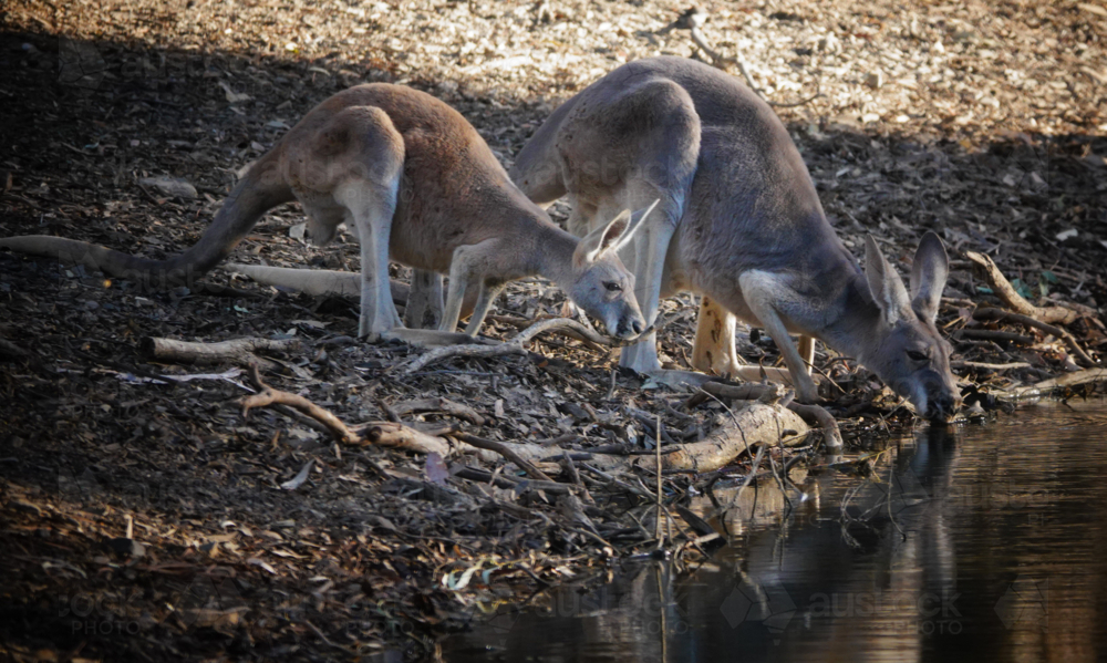 Red Kangaroo - Australian Stock Image